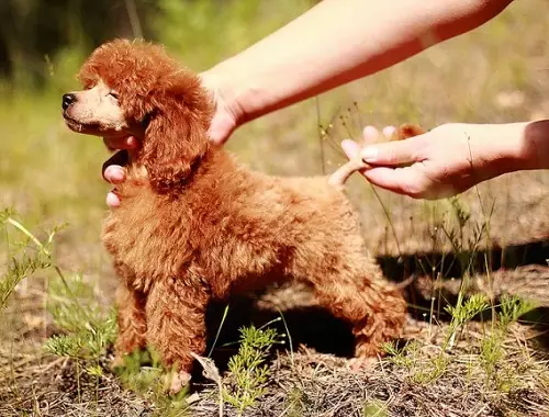 Toy-Padel (50 ảnh): Mô tả về những chú chó len màu đỏ, đen và len khác. Ưu và nhược điểm của giống. Kích thước chó. Đánh giá sở hữu 22852_18