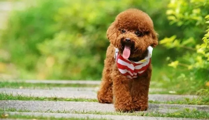 Toy-Padel (50 ảnh): Mô tả về những chú chó len màu đỏ, đen và len khác. Ưu và nhược điểm của giống. Kích thước chó. Đánh giá sở hữu 22852_2