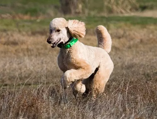 Toy-Padel (50 photos): Description des chiots rouges, noirs et autres chiots de laine. Avantages et minus de la race. Tailles de chien. Propriété Reviews 22852_24