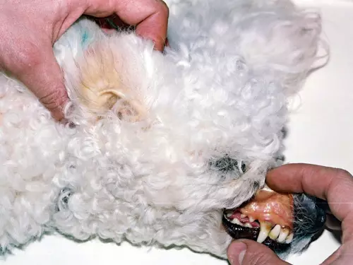 Toy-Padel (50 ảnh): Mô tả về những chú chó len màu đỏ, đen và len khác. Ưu và nhược điểm của giống. Kích thước chó. Đánh giá sở hữu 22852_37