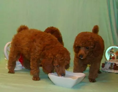 کھلونا پیڈل (50 فوٹو): سرخ، سیاہ اور دیگر اون puppies کی تفصیل. نسل کے پیشہ اور معدنیات. کتے کے سائز ملکیت کا جائزہ 22852_41