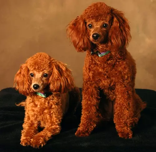 Toy-padel（50张照片）：红色，黑色和其他羊毛小狗的描述。品种的优点和少数。狗尺寸。所有权评论 22852_45