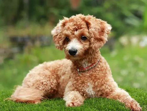 Toy-padel（50张照片）：红色，黑色和其他羊毛小狗的描述。品种的优点和少数。狗尺寸。所有权评论 22852_49