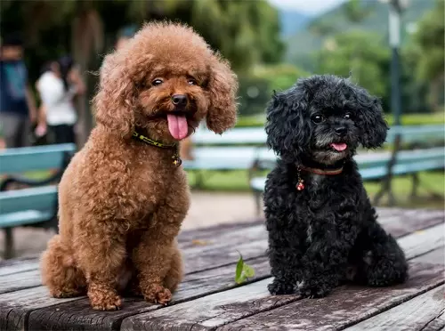Toy-padel（50张照片）：红色，黑色和其他羊毛小狗的描述。品种的优点和少数。狗尺寸。所有权评论 22852_5