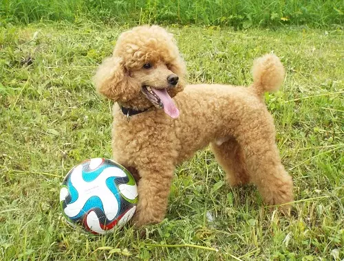 Toy-Padel (50 foto's): Beskriuwing fan read, swart en oare wollen puppies. Foar- en minussen fan it ras. Hûnegrutte. Beoordelingen foar eigendom 22852_50