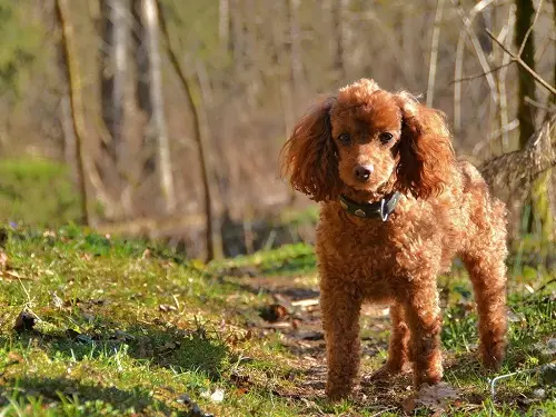Toy-padel（50张照片）：红色，黑色和其他羊毛小狗的描述。品种的优点和少数。狗尺寸。所有权评论 22852_6