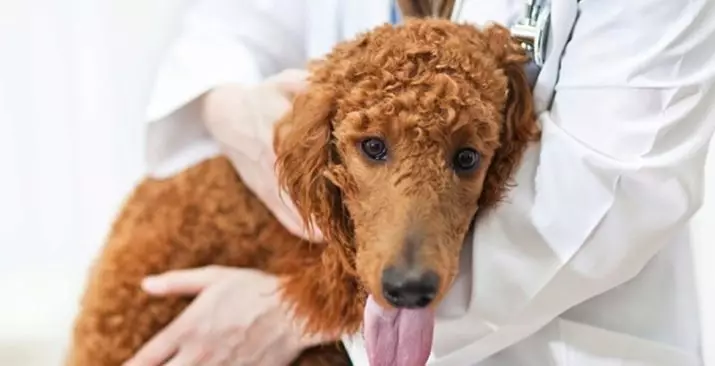 Que nourrir le caniche? Mettre un chiot à la maison. Le meilleur aliment pour nourrir le caniche pour chien adulte 22858_17