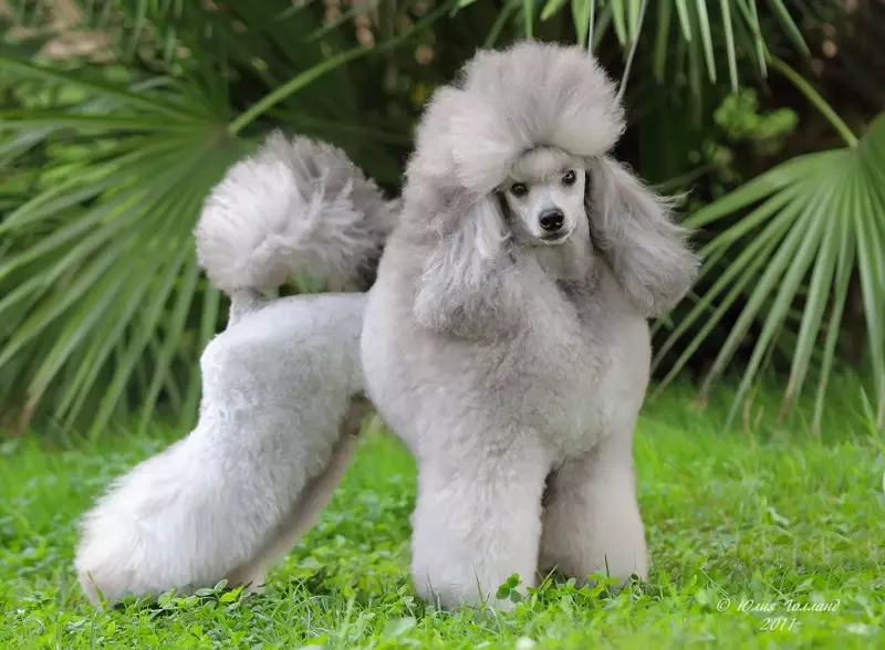 Kedu ihe ị ga-erite poodle? Na-etinye nkịta n'ụlọ. Nri kacha mma maka inye ụmụ nri 22858_2