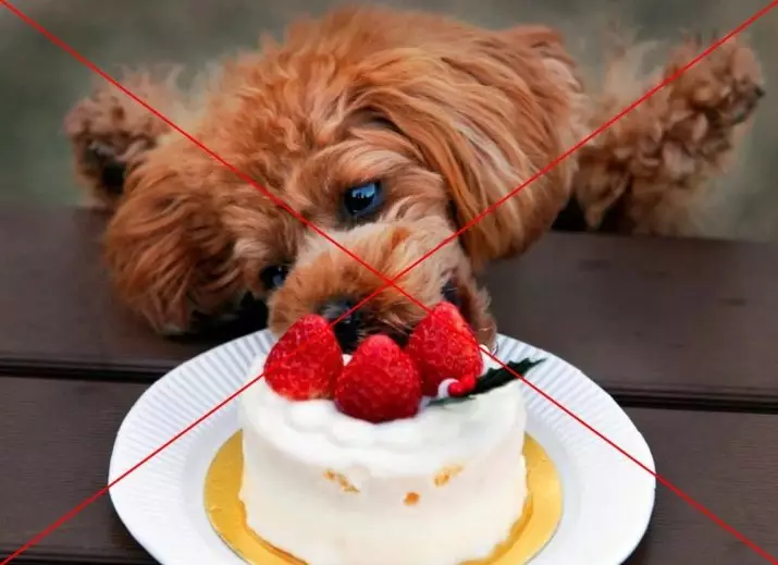 Bagaimana untuk memberi makan satu-poodle? Peraturan makanan anjing. Adakah mungkin untuk memberi makan dengan makanan kering? 22859_15