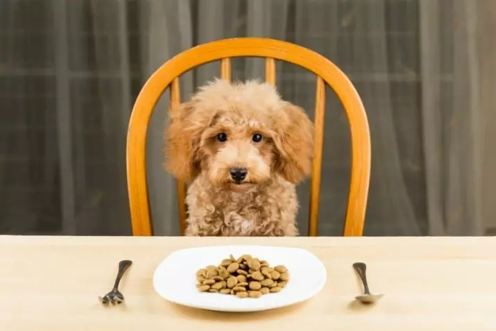 Bagaimana cara memberi makan satu-pudel? Aturan pangan anak anjing. Apakah mungkin untuk memberinya makan dengan makanan kering? 22859_8