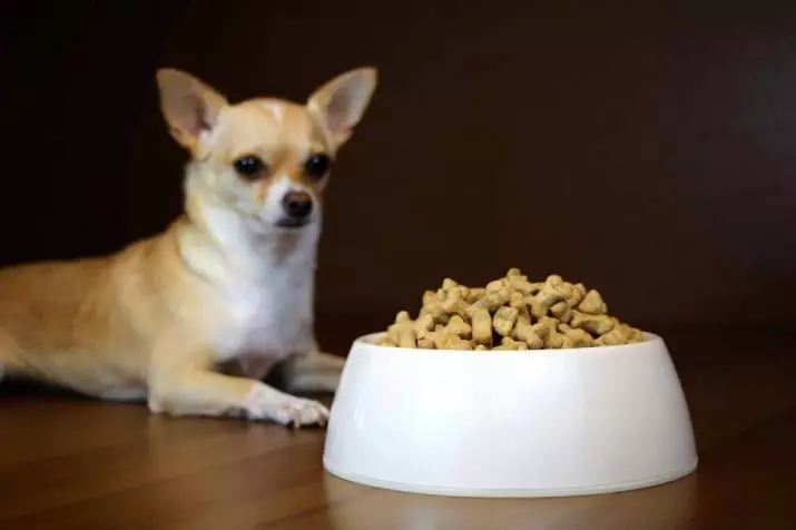 Cobby Chihuahua (16 zdjęć): opis, karmienie i cechy opieki 22861_11