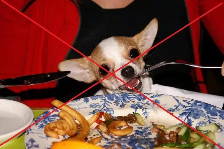 Cobby Chihuahua (16 foto's): Beskriuwing, feed en funksjes fan soarch 22861_12