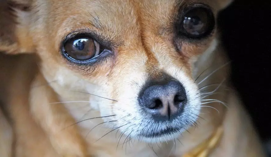 Cobby Chihuahua (16 wêne): Danasîn, Feeding û Taybetmendiyên Lênêrîn 22861_13