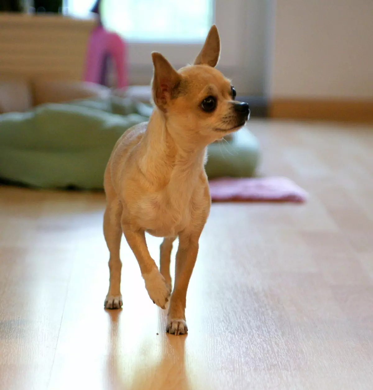 Cobby Chihuahua (lifoto tse 16): Tlhaloso, ho fepa le ho etsa likarolo tsa tlhokomelo 22861_14
