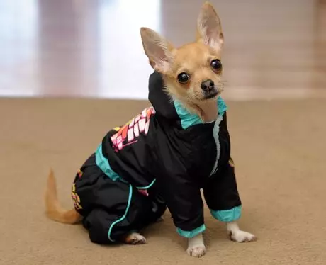 Cobby Chihuahua (16 foto's): Beskriuwing, feed en funksjes fan soarch 22861_15