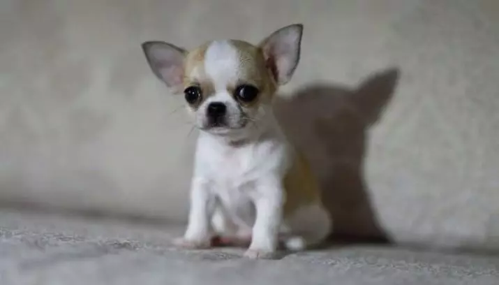 Combby Chihuahua (foto iri na isii): Nkọwa, nri na njiri mara 22861_2