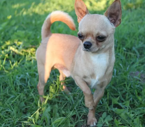 Cobby Chihuahua (lifoto tse 16): Tlhaloso, ho fepa le ho etsa likarolo tsa tlhokomelo 22861_3