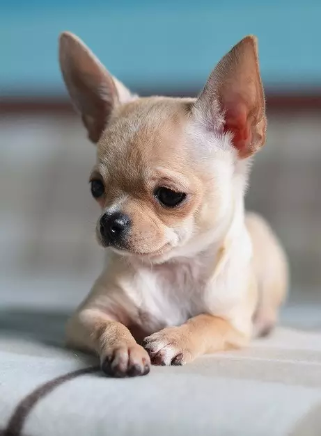 Cobby Chihuahua (16 រូបថត): ការពិពណ៌នាការចិញ្ចឹមនិងលក្ខណៈពិសេសនៃការថែទាំ 22861_4