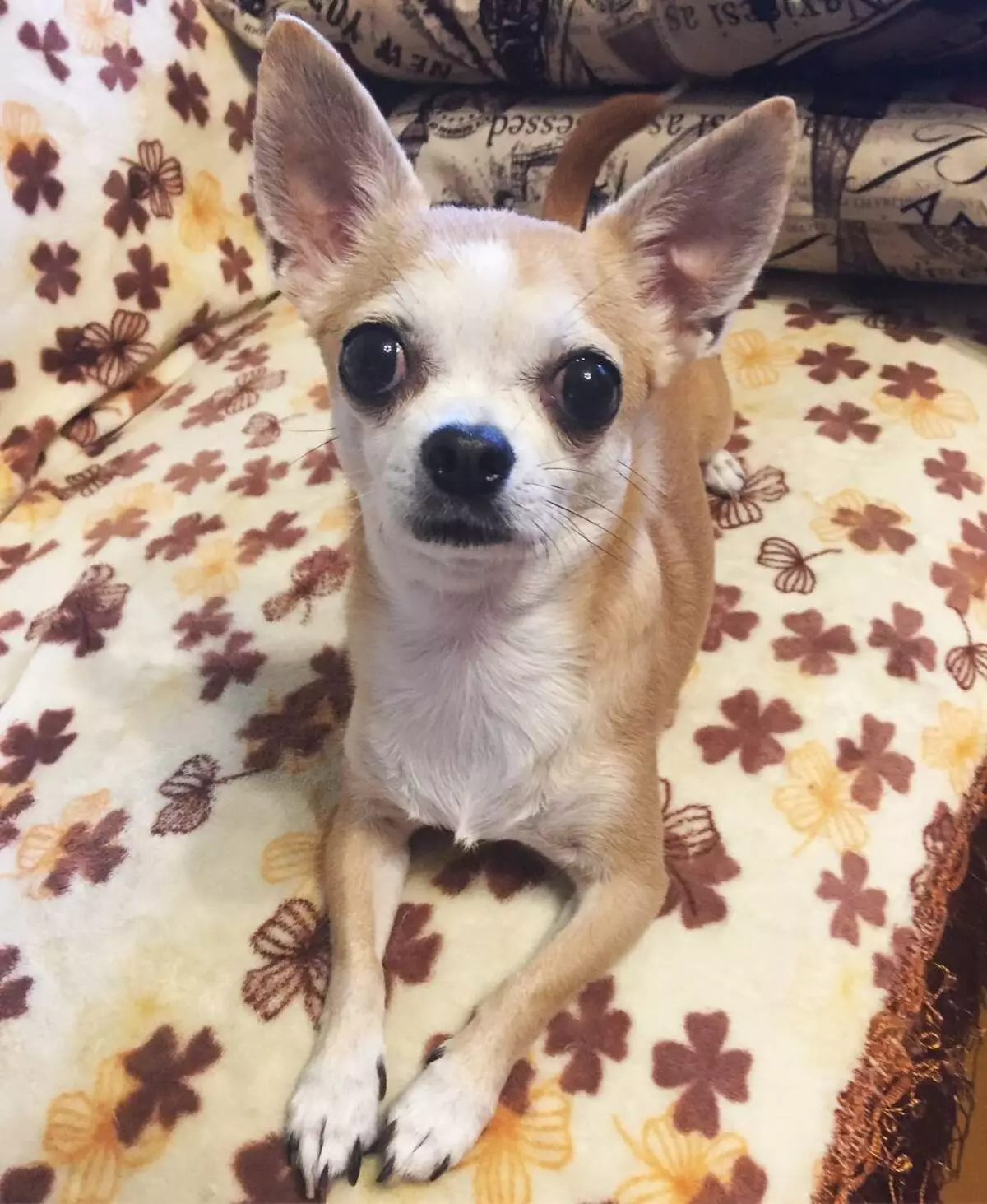 Cobby Chihuahua (lifoto tse 16): Tlhaloso, ho fepa le ho etsa likarolo tsa tlhokomelo 22861_6