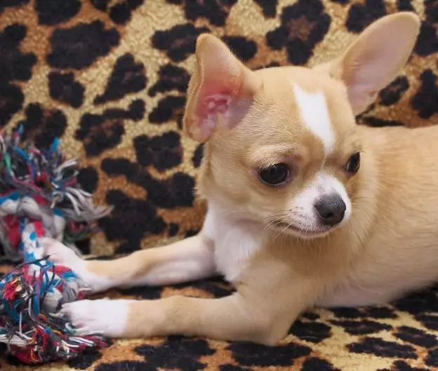Cobby Chihuahua (16 عکس): شرح، تغذیه و ویژگی های مراقبت 22861_7