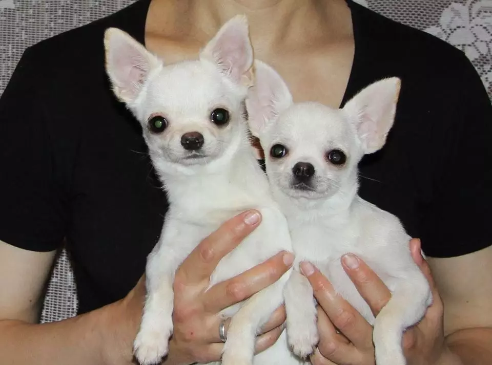 Cobby Chihuahua (16 foto's): Beskriuwing, feed en funksjes fan soarch 22861_8