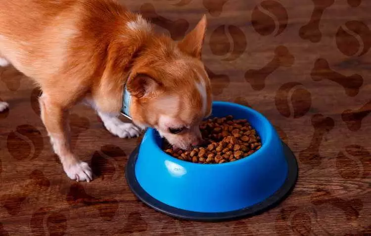 Cobby Chihuahua (16 myndir): Lýsing, Feeding og lögun umönnun 22861_9