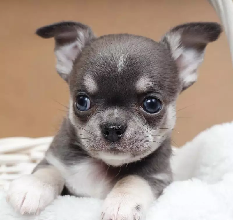Kattintások Chihuahua Boys: Gyönyörű és hűvös nevek, amelyeket kis fajták kutyáinak nevezhetnek 22862_10