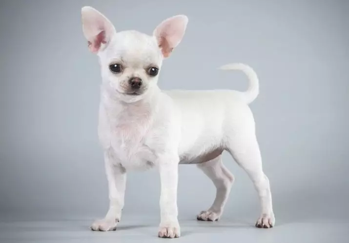 کلیک کنید برای Chihuahua پسران: نام های زیبا و سرد که می تواند سگ های نژاد های کوچک نامیده می شود 22862_2