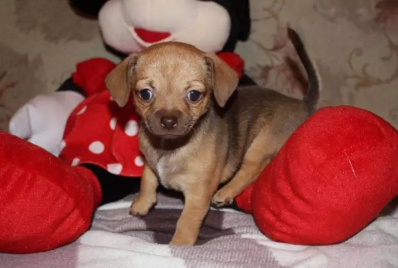 Chihuahua berniukų paspaudimai: gražūs ir vėsūs pavadinimai, kurie gali būti vadinami šunimis mažų veislių 22862_3