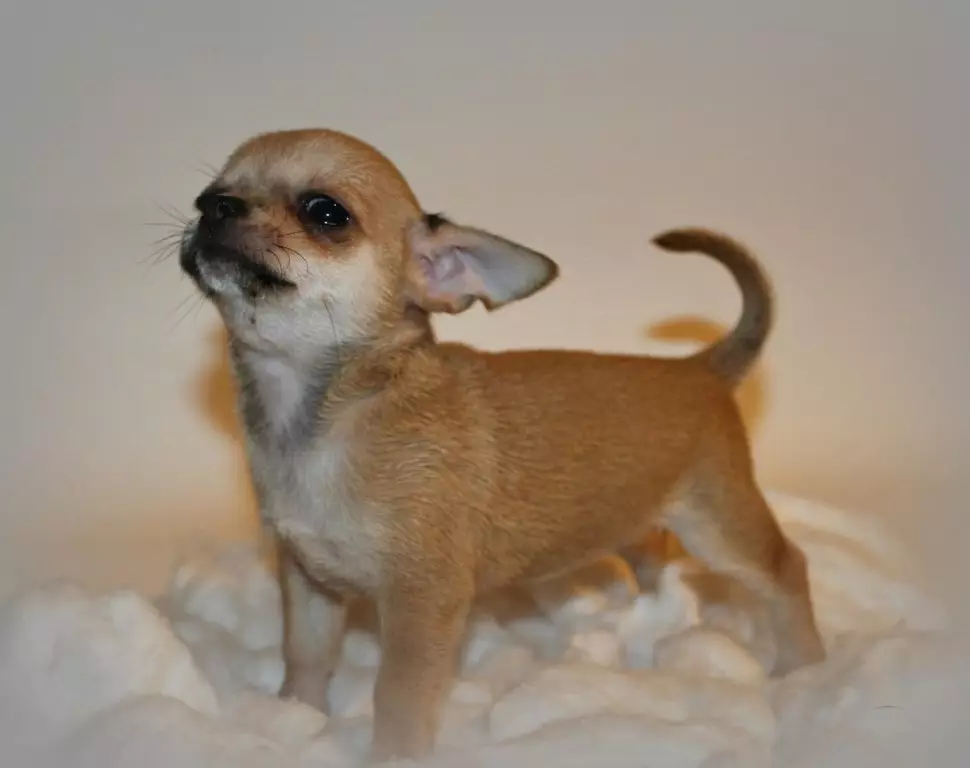 Chihuahua berniukų paspaudimai: gražūs ir vėsūs pavadinimai, kurie gali būti vadinami šunimis mažų veislių 22862_4