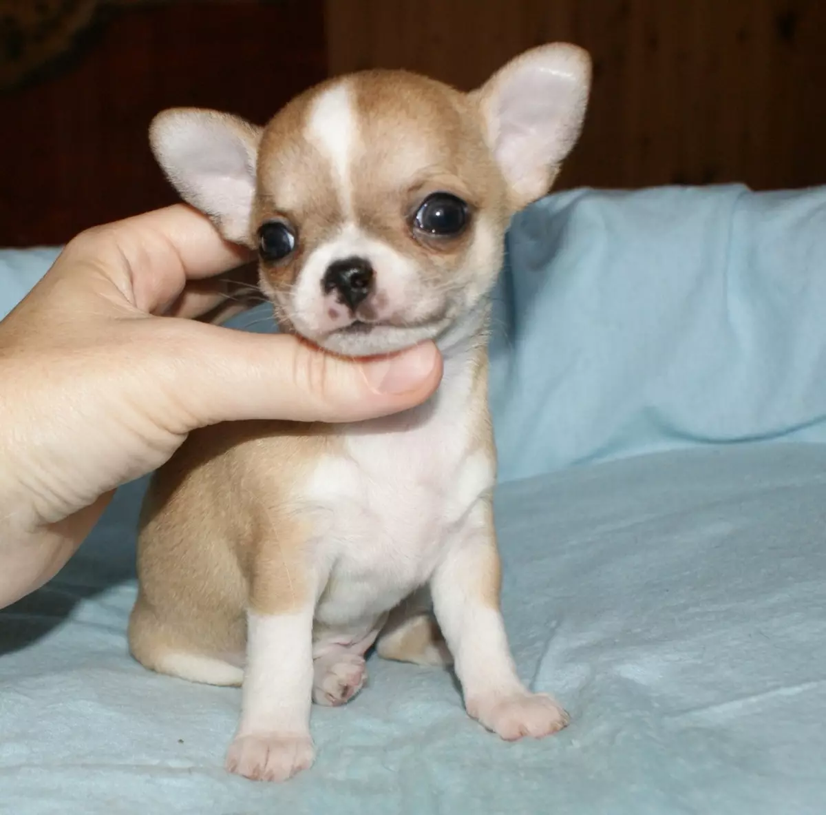 Kattintások Chihuahua Boys: Gyönyörű és hűvös nevek, amelyeket kis fajták kutyáinak nevezhetnek 22862_5