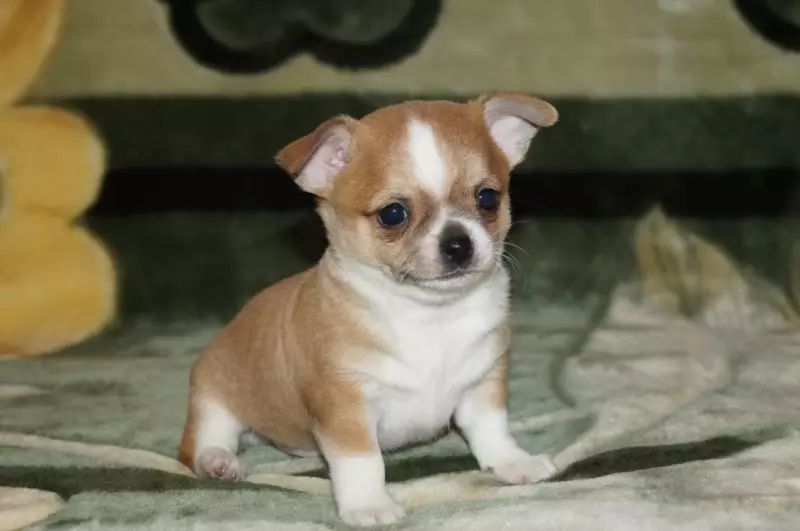 کلیک کنید برای Chihuahua پسران: نام های زیبا و سرد که می تواند سگ های نژاد های کوچک نامیده می شود 22862_6