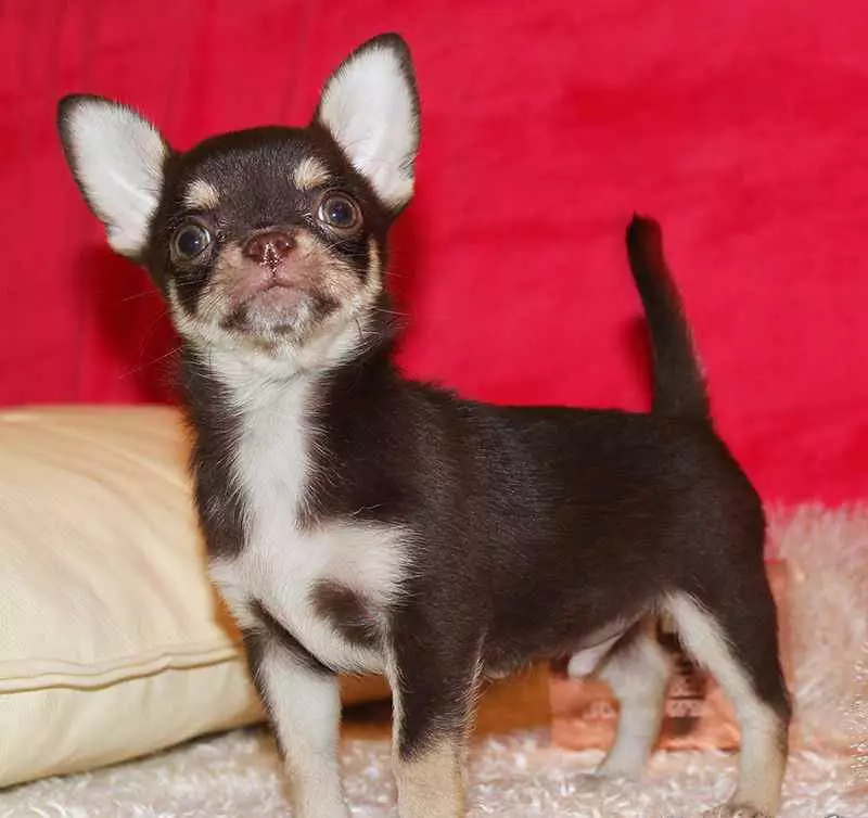 Chihuahua berniukų paspaudimai: gražūs ir vėsūs pavadinimai, kurie gali būti vadinami šunimis mažų veislių 22862_7