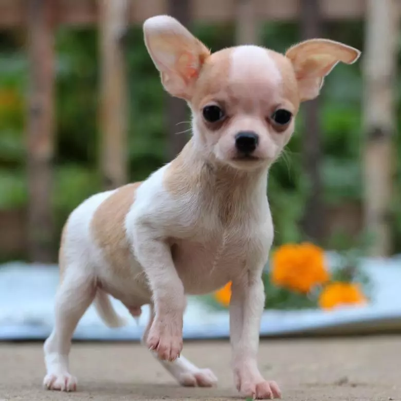 Cliciau ar gyfer bechgyn Chihuahua: Enwau hardd ac oer y gellir eu galw cŵn o fridiau bach 22862_9