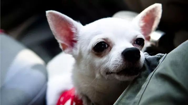 Chihuahu bodas (30 poto): fitur anjing sareng anjing sawawa bodas sareng warna bodas sareng bodas. Aya Albinos-Chihuahua sareng naha éta angkat? 22863_16
