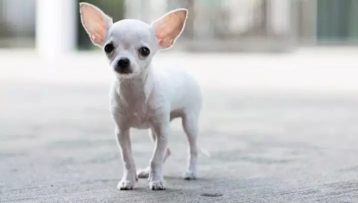 Fordeler og ulemper ved rasen av Chihuahua: Karakteristikken til hunder gutter og jenter, deres viktigste ulemper. Eierskap vurderinger. 22864_23