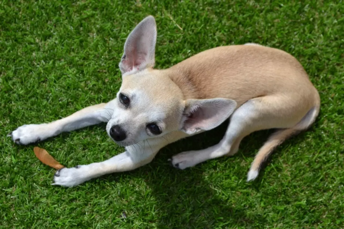 Fordeler og ulemper ved rasen av Chihuahua: Karakteristikken til hunder gutter og jenter, deres viktigste ulemper. Eierskap vurderinger. 22864_30