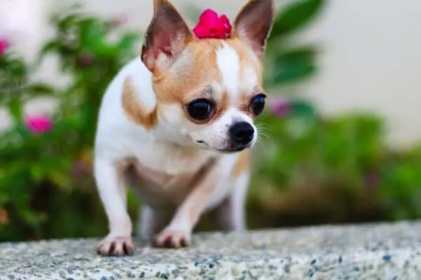 Fordeler og ulemper ved rasen av Chihuahua: Karakteristikken til hunder gutter og jenter, deres viktigste ulemper. Eierskap vurderinger. 22864_5