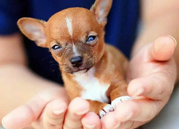 Pro dhe kundrat e racës së Chihuahua: karakteristike e qenve dhe vajzave të qenve, disavantazhet e tyre kryesore. Shqyrtimet e pronësisë 22864_6