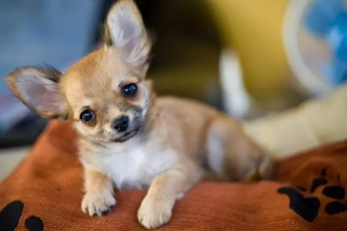 Fordeler og ulemper ved rasen av Chihuahua: Karakteristikken til hunder gutter og jenter, deres viktigste ulemper. Eierskap vurderinger. 22864_7