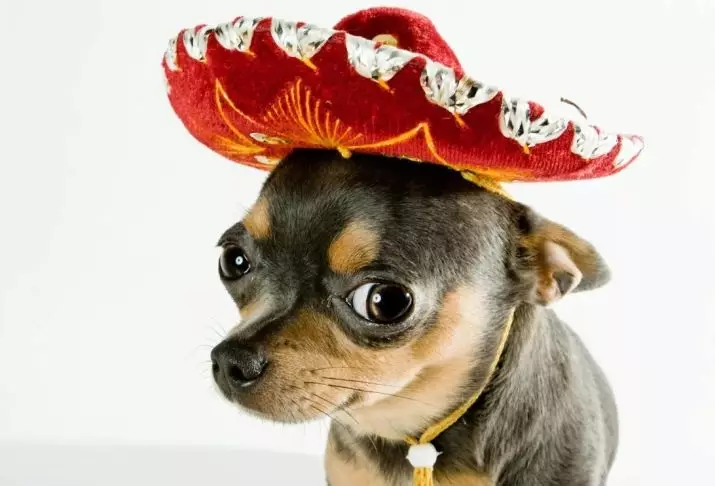 Estado de Chihuahua üçün klik: Chihuahua cins itlər adlandırmaq olar orijinal və gülməli adlar 22865_10