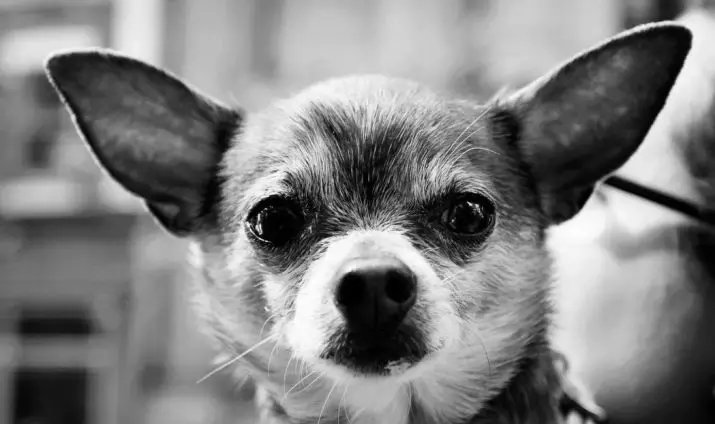 קליקים עבור Chihuahua: שמות מקוריים ומצחיקים שניתן לקרוא כלבים של גזע Chihuahua 22865_11