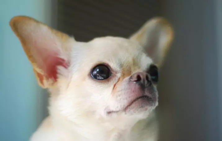 Klikšķi par Chihuahua: oriģinālus un smieklīgus vārdus, kurus var saukt par Chihuahua šķirnes suņiem 22865_12