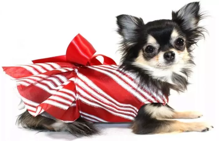 קליקים עבור Chihuahua: שמות מקוריים ומצחיקים שניתן לקרוא כלבים של גזע Chihuahua 22865_13