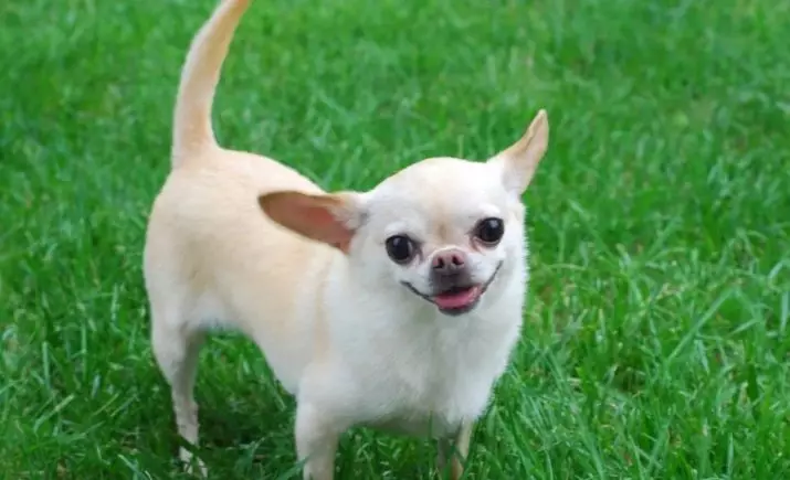 Klikšķi par Chihuahua: oriģinālus un smieklīgus vārdus, kurus var saukt par Chihuahua šķirnes suņiem 22865_2