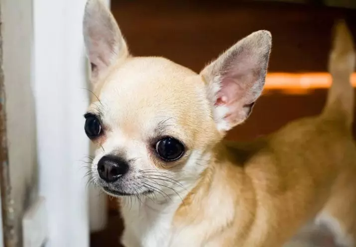 Chihuahua لاء آهين: اصل ۽ مذاقي جا نالا ته Chihuahua نسل جي ڪتن سڏيو ڪري سگهجي ٿو 22865_3