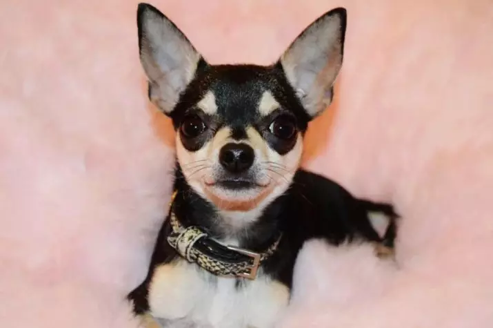 Clicks pro Chihuahua: Originální a vtipná jména, která mohou být nazývána psi Chihuahua plemene 22865_5