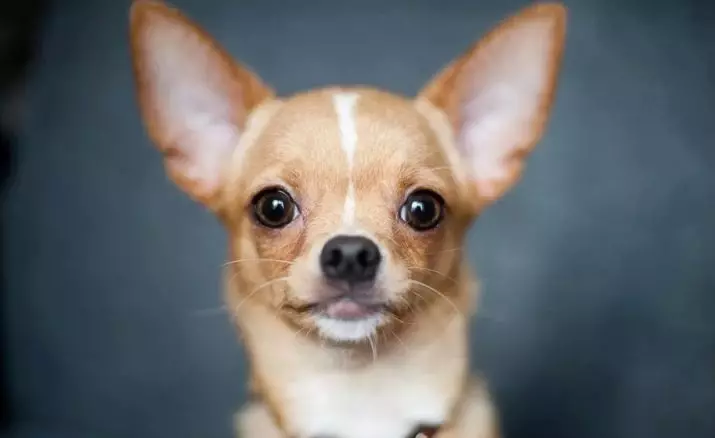 קליקים עבור Chihuahua: שמות מקוריים ומצחיקים שניתן לקרוא כלבים של גזע Chihuahua 22865_6
