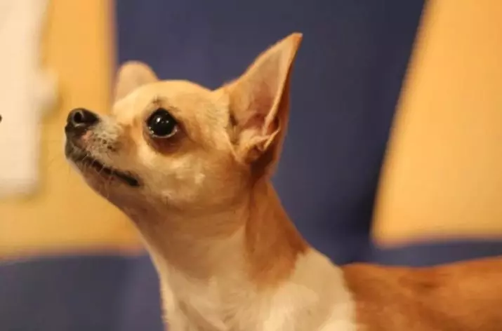 Clicks pro Chihuahua: Originální a vtipná jména, která mohou být nazývána psi Chihuahua plemene 22865_7