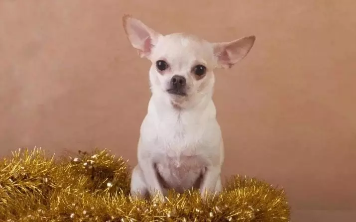 Преглед на Chihuahua: Оригинални и смешни имиња кои можат да се наречат кучиња од расата на Чихуахуа 22865_8